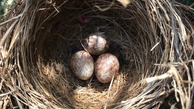 鳥の巣を撤去