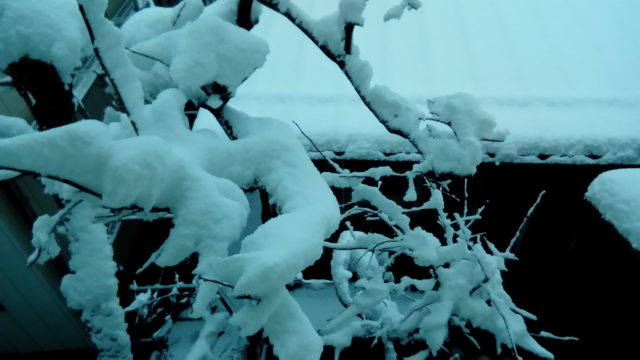 一晩で雪化粧